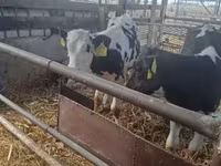 Bulle, Russian Black pied cattle — Foto 4