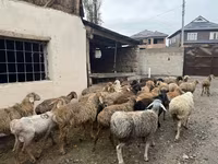 Bélier, Rhon sheep — photo 8