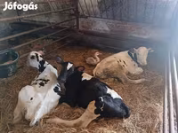 公牛, Russian Black pied cattle — 照片 3
