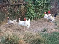 Chickens — fotografija 4