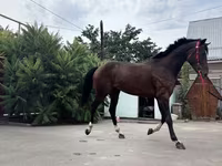 Pastuv, Thoroughbred horse — fotografija 3