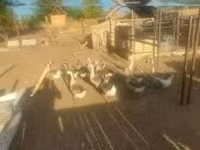 Geese — Foto 2