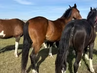 Kobila, Dutch warmblood horse — fotografija 4