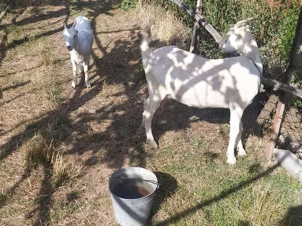 Koza, LaMancha goats
