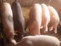 Säue, Schweine — Foto 3