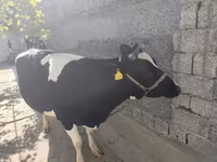 Корова, Russian Black pied cattle — фото 3