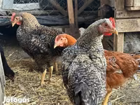 Chickens — fotografija 3