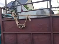 घोड़ी, घोड़े — फ़ोटो 3