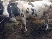 Cattle (batch, sex not specified), Russian Black pied cattle — photo 1