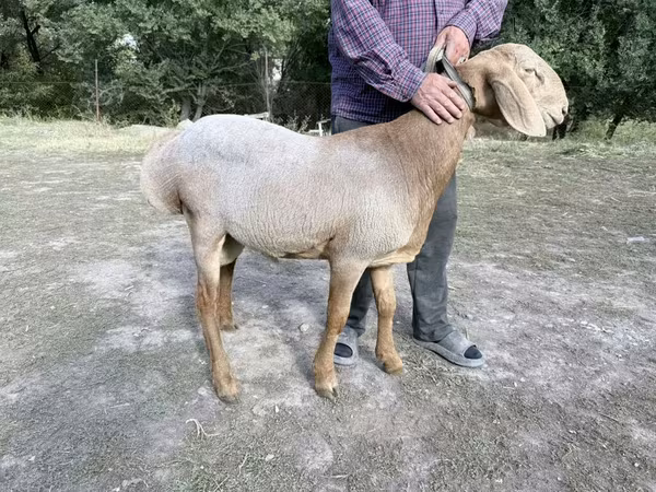 Баран, Arashan sheep