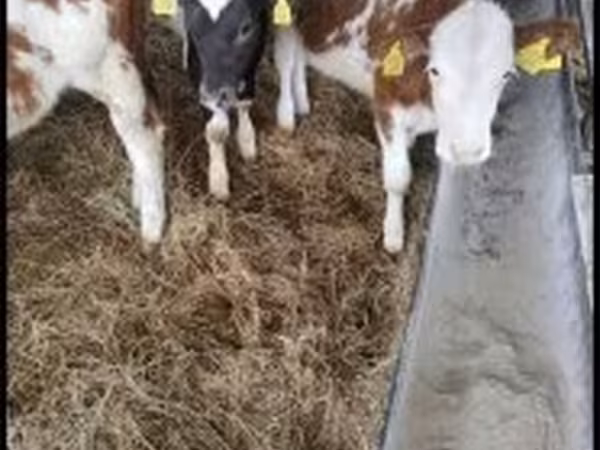 Krava, Simmental cattle