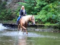 Horse (M), Palomino — photo 7