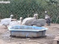 Guinea fowl — الصورة 2