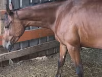 Kobila, French Trotter — fotografija 3