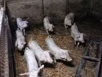 Cerdos (lote, sexo no especificado), Cerdos — foto 4