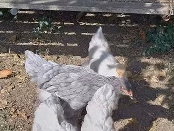 Brahma