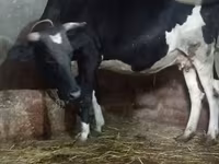 Cow, Russian Black pied cattle — photo 3