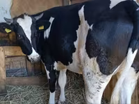 Krowa, Russian Black pied cattle — zdjęcie 1