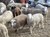 公羊, Sheep — 照片 1