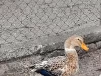 Ducks — fotografija 1