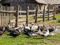 Ducks — фото 1