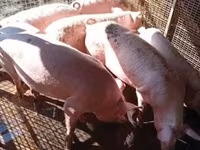 猪（批次，未指定性别）, Pigs — 照片 1
