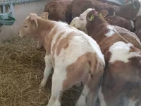 Bik, Simmental cattle — fotografija 3