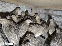 Quails — Foto 3