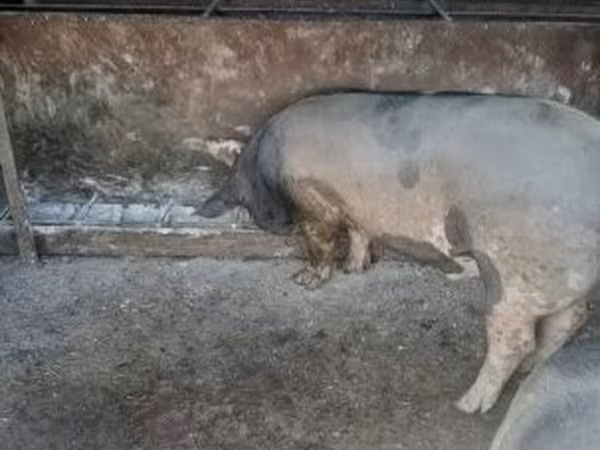 Donuzlar (partiya, cinsi göstərilməyib), Donuzlar