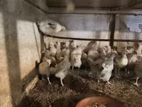 Turkeys — foto 3