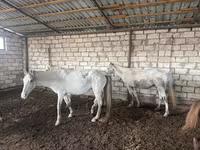 Égua, Cavalos — foto 2