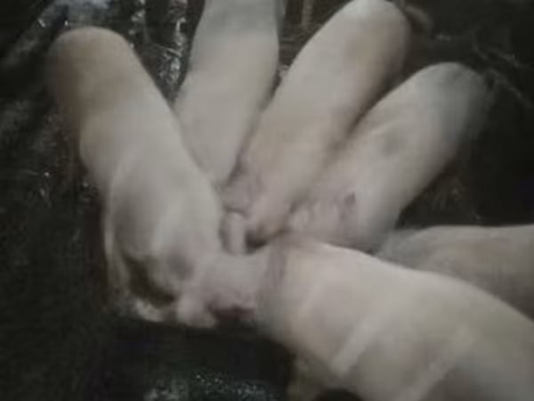 Cerdos (lote, sexo no especificado), Крупная белая