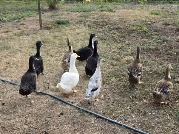 Ducks — Węgry