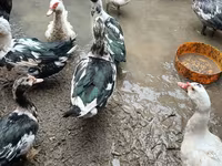 Ducks — фото 1