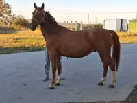 Cavalo, Kisber felver — foto 3