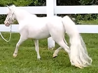 Mare, Miniature horse — photo 4
