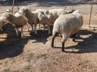 公羊, Ile-de-France sheep — 照片 3