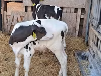 Бұқа, Russian Black pied cattle — 7-сурет