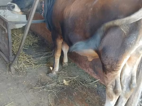 Bik, Džersijska rasa