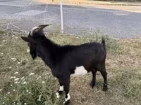 बकरा, Nigerian dwarf goats — फ़ोटो 2