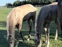 Pastuv, Rocky Mountain Horse — fotografija 4