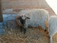 Sheep, Racka sheep — photo 5