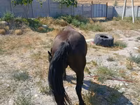 Kobila, Skyros Pony — fotografija 4