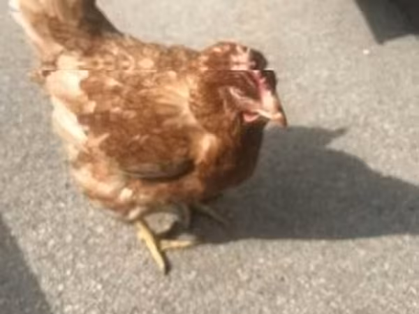 Chickens