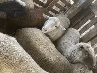 Qoʻy, Blackheaded Persian sheep — 2-rasm