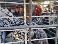 Chickens — Foto 1