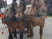 Kobila, Percheron — fotografija 7