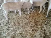 Sheep, Ile-de-France sheep — photo 3