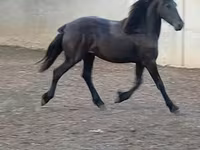 母马, Horses — 照片 8