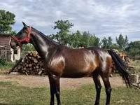 فرس, Nonius horse — الصورة 1
